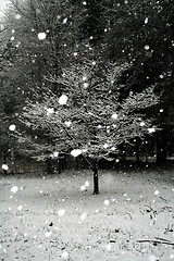 Image showing Tree-Snow              