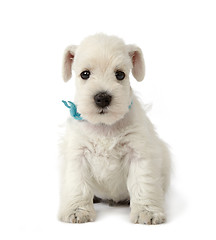 Image showing beautiful white puppy