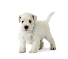 Image showing beautiful white puppy