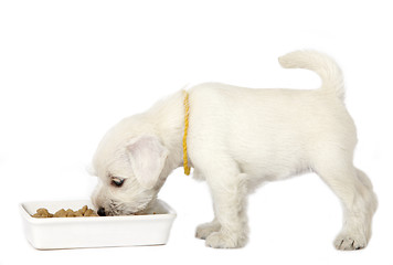 Image showing white puppy