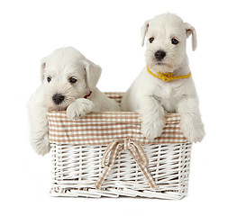 Image showing two white puppies