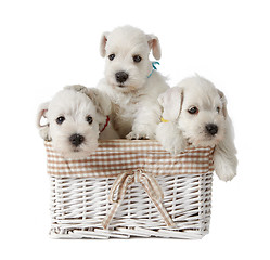 Image showing three white puppies