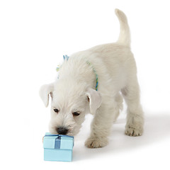 Image showing white puppy with gift box