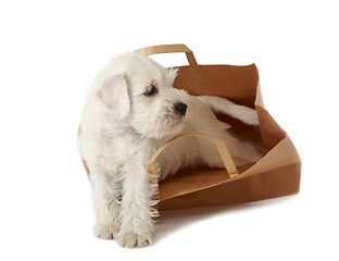 Image showing puppy in a shopping bag