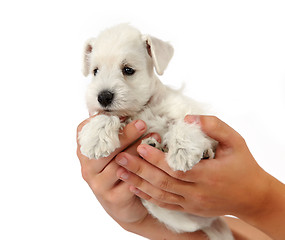 Image showing white puppy