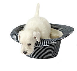 Image showing white puppy