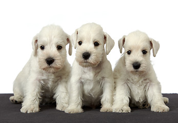 Image showing three white puppies