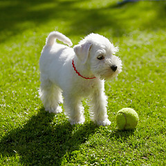 Image showing white puppy