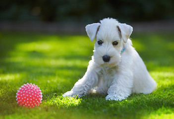 Image showing white puppy