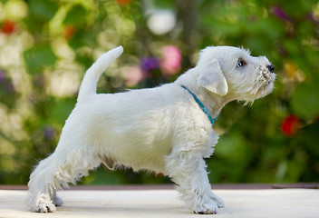 Image showing white puppy