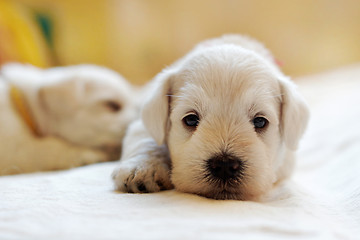 Image showing white puppy