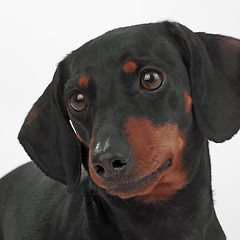 Image showing portrait of dog