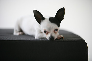 Image showing chihuahua dog