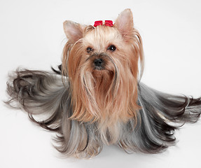 Image showing yorkshire terrier