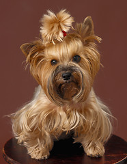 Image showing yorkshire terrier