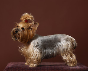 Image showing yorkshire terrier