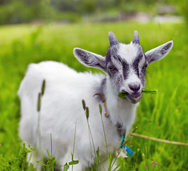 Image showing little goat