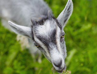 Image showing goat