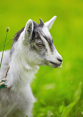 Image showing goat