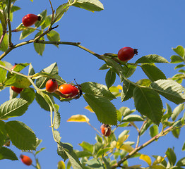 Image showing Rose Hips