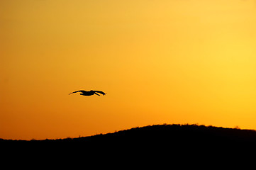 Image showing Sunset Pelican Flight