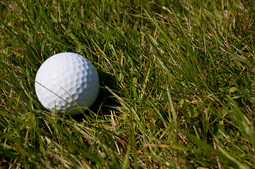 Image showing Golf Ball in Rough