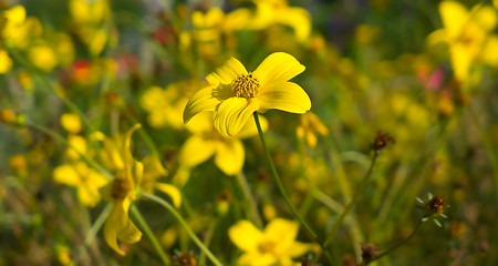 Image showing Summer Meadow