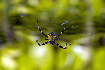 Image showing Yellow Belly