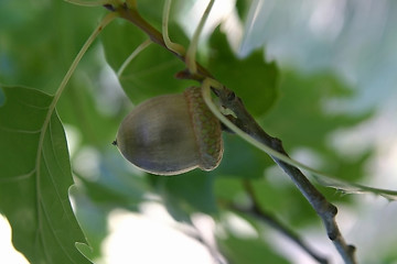 Image showing Acorn 