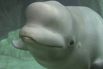 Image showing beluga (Delphinapterus leucas).