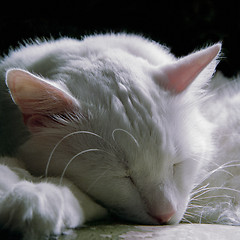Image showing cat 