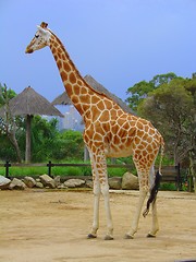 Image showing Giraffe