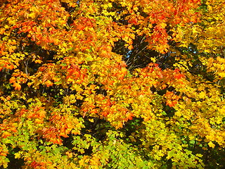 Image showing Autumn leaves