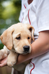 Image showing Golden Yellow Lab Puppy