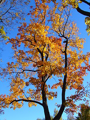 Image showing Autumn tree