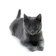 Image showing russian blue kitten