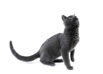 Image showing russian blue kitten