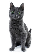 Image showing russian blue kitten