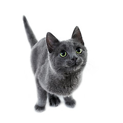 Image showing russian blue kitten