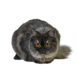 Image showing british longhair cat