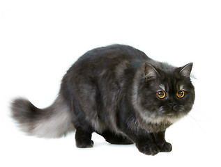Image showing british longhair cat