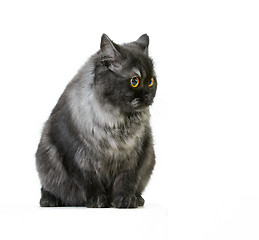 Image showing british longhair cat