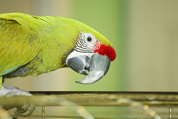 Image showing green parrot