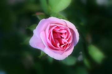 Image showing Pink rose