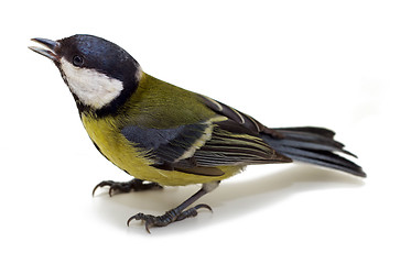 Image showing Titmouse 8