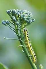 Image showing yellow caterpillar