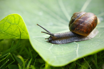 Image showing snail