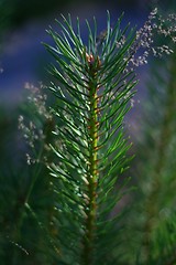 Image showing Sprigs of spruce