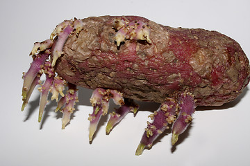 Image showing potato