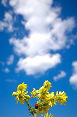 Image showing Ladybug is climbing up on flowers. The sky is blue with white cl